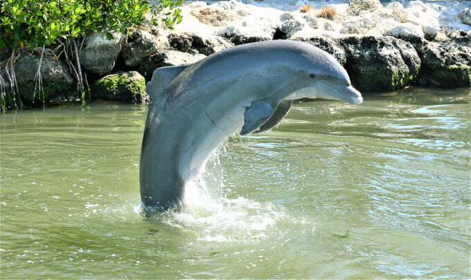 Dolphin Research Center