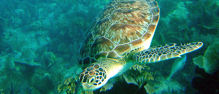 John Pennekamp Coral Reef State Park Turtle